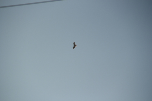 Red-tailed Hawk