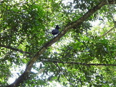 Cephalopterus ornatus