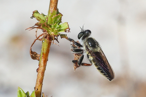 Unknown species found near Jupiter, FL 33477, USA