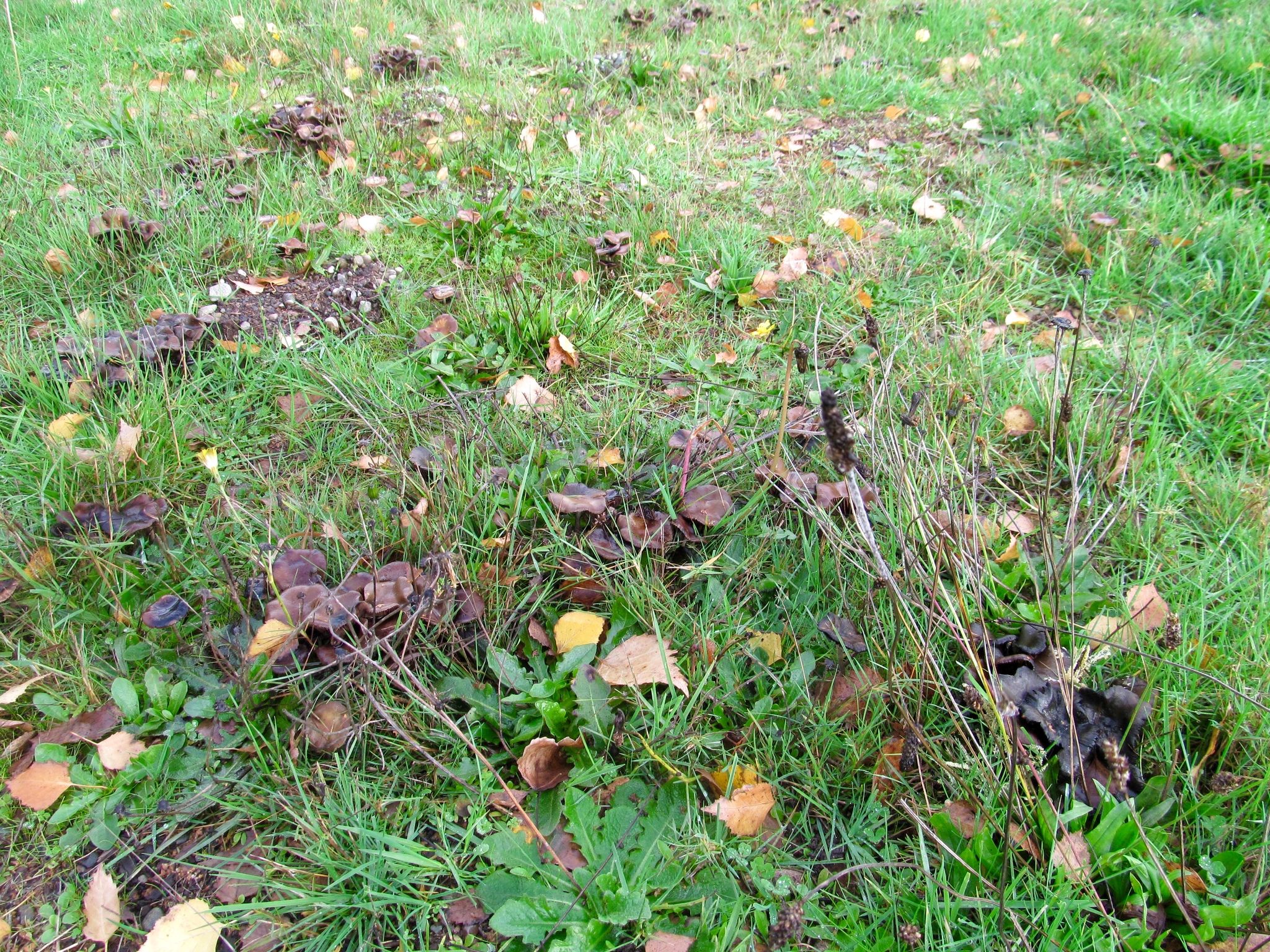 Psilocybe cyanescens image