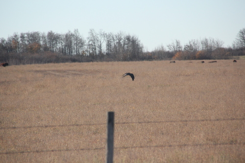 Northern Harrier