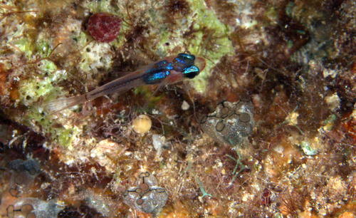 Spottail cardinalfish (Gymnapogon urospilotus) — Apogonidae