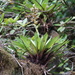 Werauhia montana - Photo (c) Eric Koberle,  זכויות יוצרים חלקיות (CC BY-NC), הועלה על ידי Eric Koberle