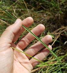 Cladium mariscus jamaicense