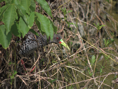 Pardirallus maculatus