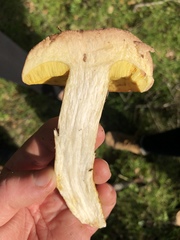 Aureoboletus citriniporus