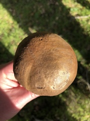 Aureoboletus citriniporus