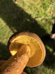 Aureoboletus citriniporus