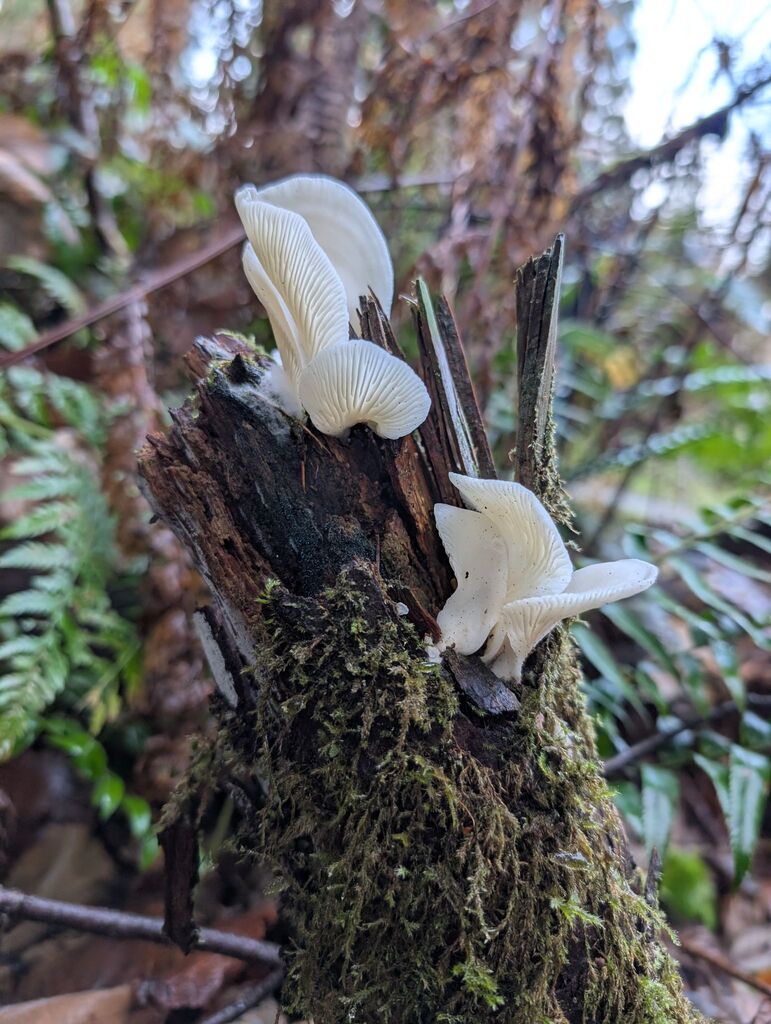 Pleurocybella sp. 'porrigens-PNW01'