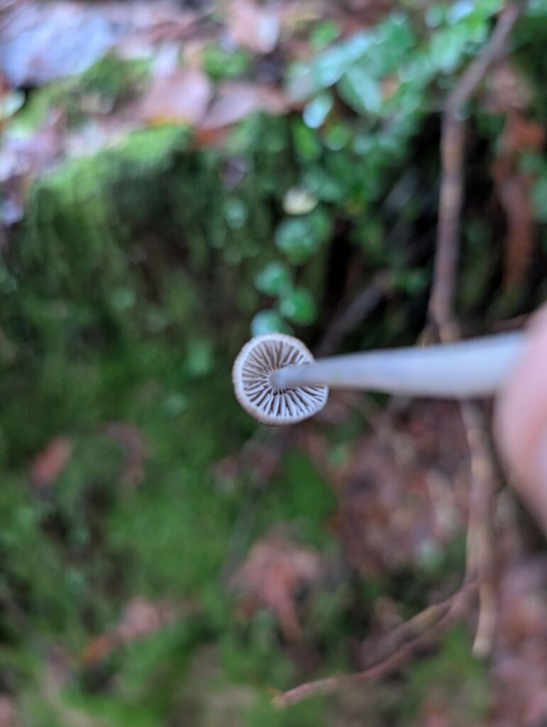 Mycena sp. 'maculata-IN01' · November 2025 · photo: © michaelshan (iNaturalist, cc-by-nc)