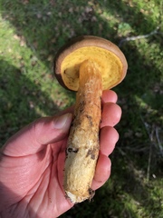 Aureoboletus citriniporus