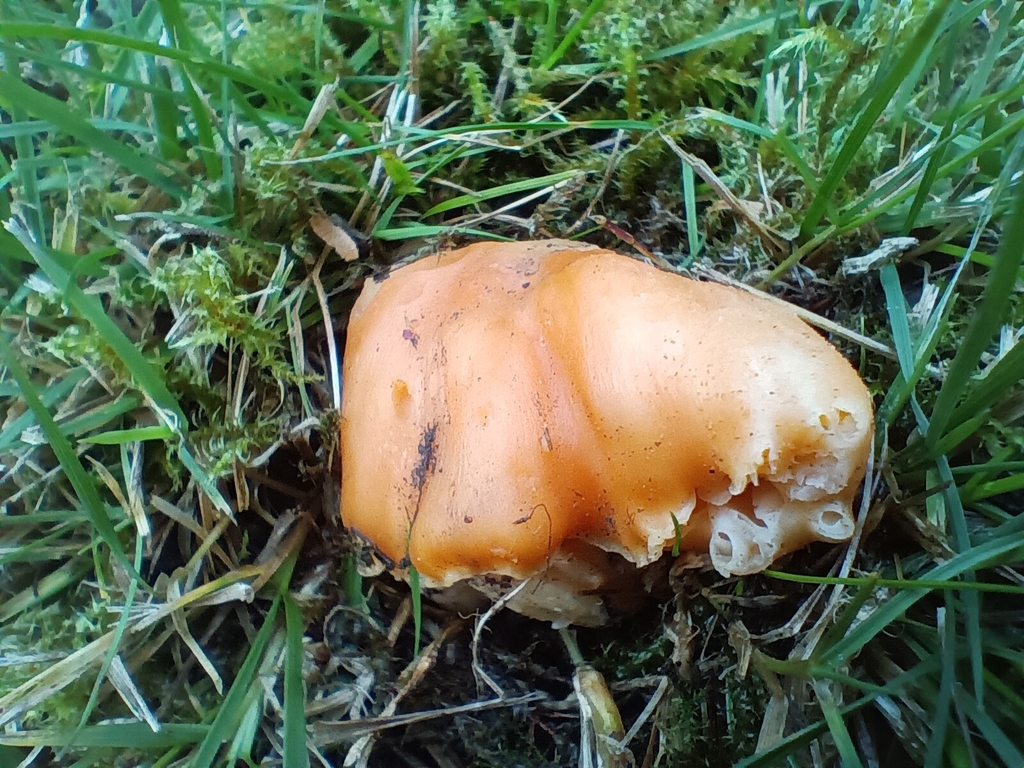Cuphophyllus pratensis · November 2025 · photo: © considerthelilies (iNaturalist, cc-by)