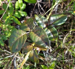 Toxicodendron radicans image