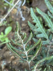Pentagramma viscosa