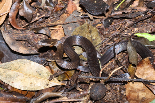 Golden-crowned Snake sighting