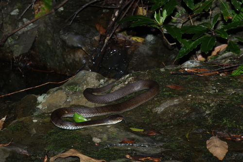 Rough-scaled Snake sighting