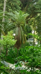 Arecaceae