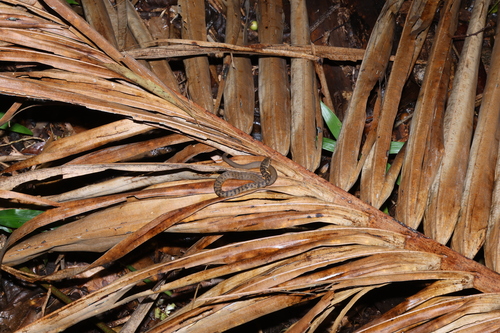 Rough-scaled Snake sighting