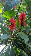 Pachystachys spicata