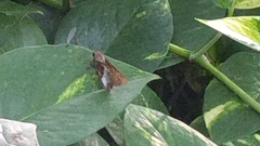 Lepidoptera