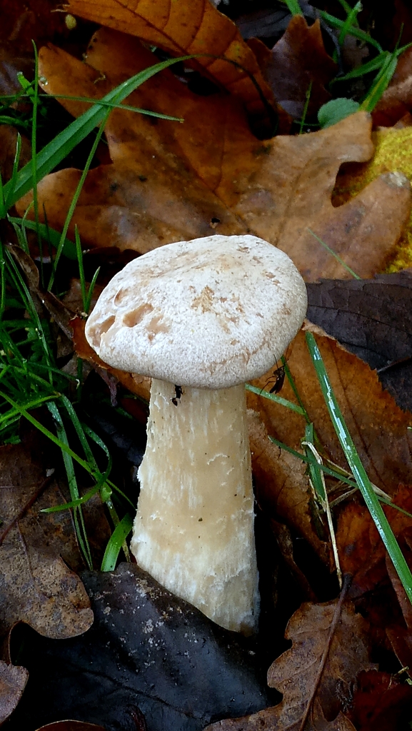 Infundibulicybe geotropa · November 2025 · photo: © patricklm35 (iNaturalist, cc0)