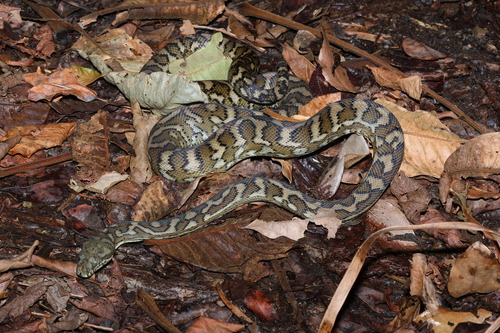 Coastal Carpet Python sighting