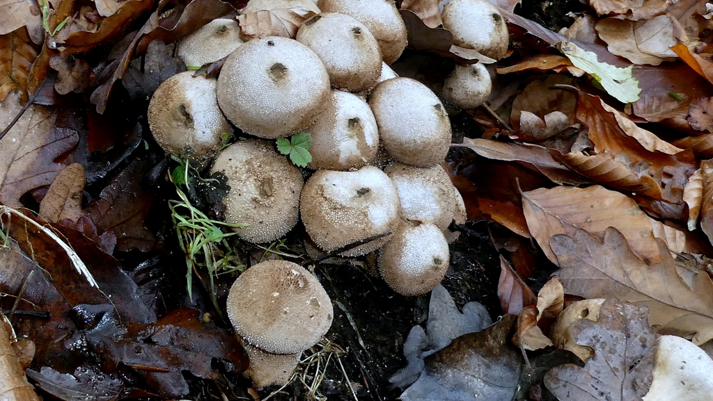 Lycoperdon perlatum · November 2025 · photo: © patricklm35 (iNaturalist, cc0)
