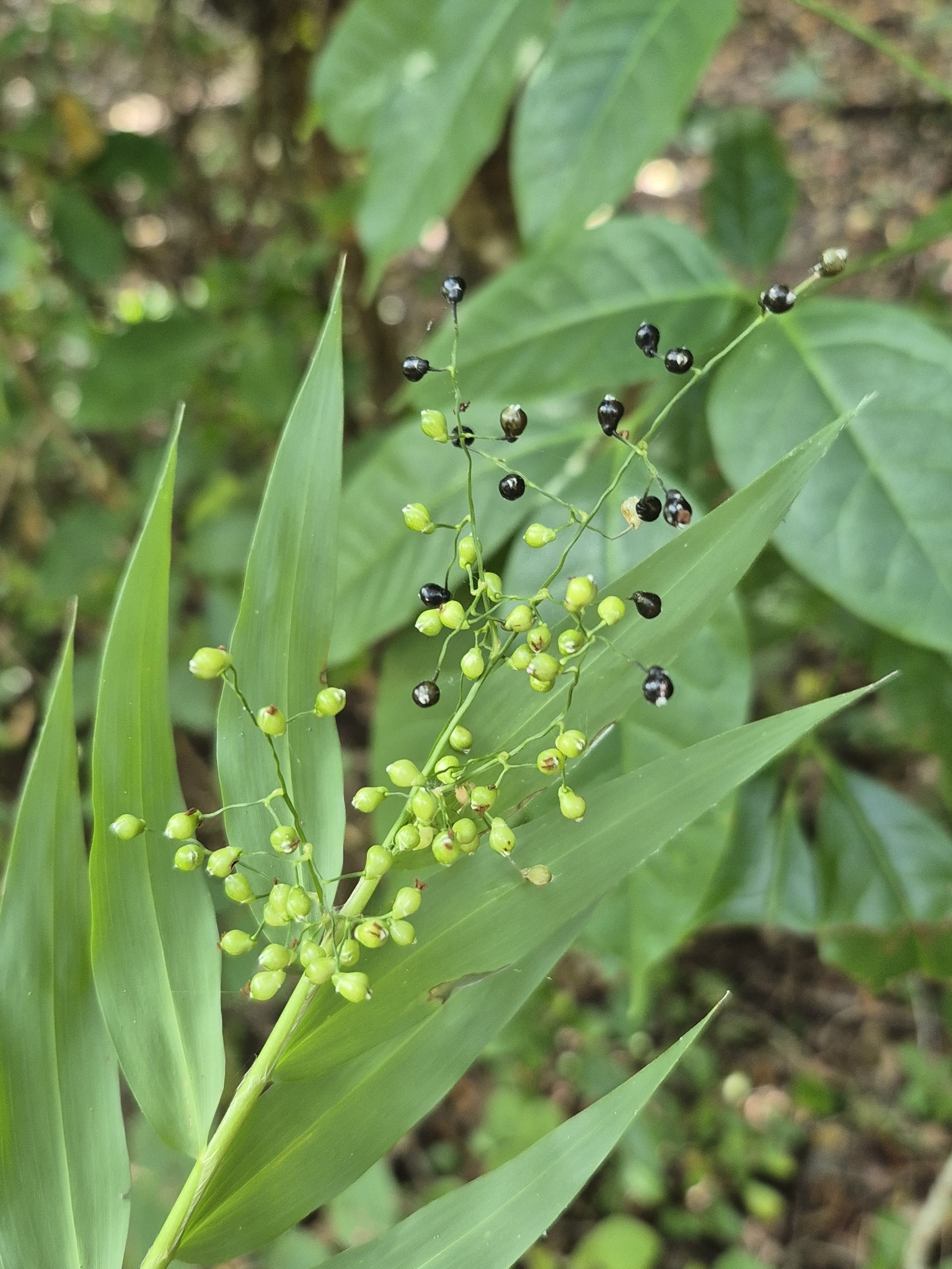 Lasiacis divaricata