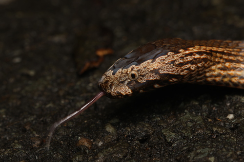 Golden-crowned Snake sighting