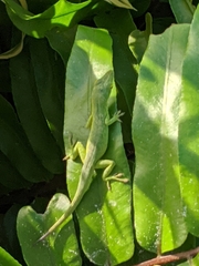 Anolis smaragdinus