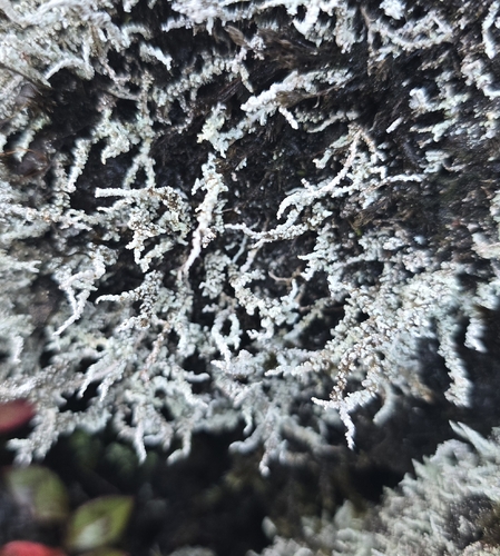 Stereocaulon observed 2025-11-24