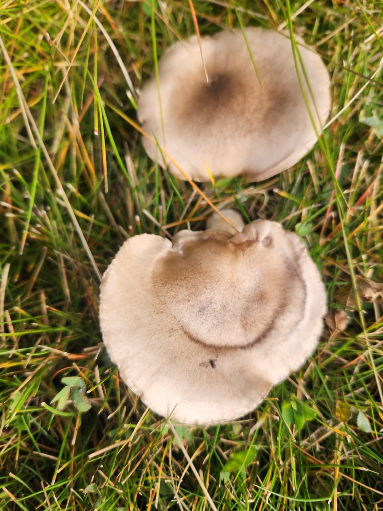 Hygrophorus agathosmus · November 2025 · photo: © lytiic (iNaturalist, cc-by-nc)