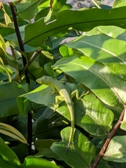 Anolis smaragdinus