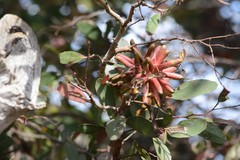 Eucalyptus lehmannii