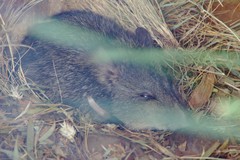 Potorous tridactylus