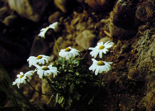 Arctanthemum arcticum, photograph 3