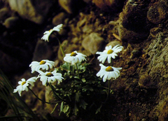 (c) Oleg Kosterin, some rights reserved (CC BY) Arctanthemum arcticum, photograph (c) Oleg Kosterin, some rights reserved (CC BY)