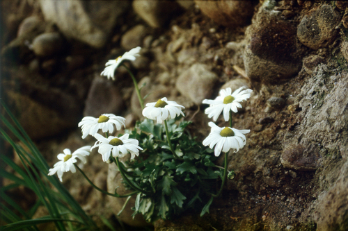 Arctanthemum arcticum, photograph 4