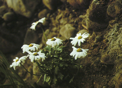 Arctanthemum arcticum, photograph 6