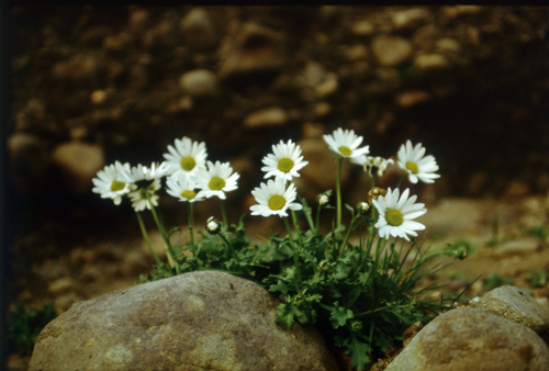 Arctanthemum arcticum, photograph 5