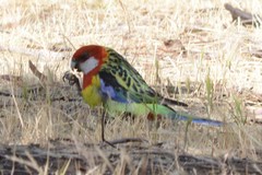 Platycercus eximius diemenensis