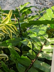 Anolis smaragdinus