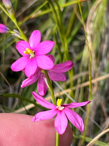 Ixia stricta, photograph 3