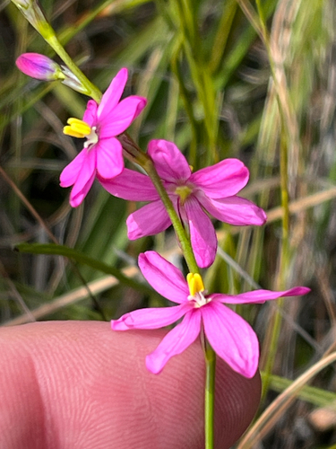 Summer Kalossie (Ixia stricta)