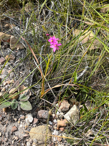 Ixia stricta, photograph 2