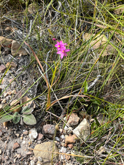 Ixia stricta, photograph (c) Dave U, some rights reserved (CC BY-SA)