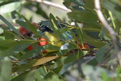 Platycercus eximius diemenensis
