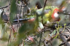 Platycercus eximius diemenensis