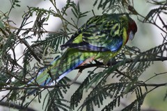 Platycercus eximius diemenensis