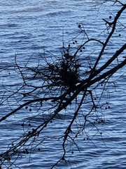 Podosphaera phytoptophila